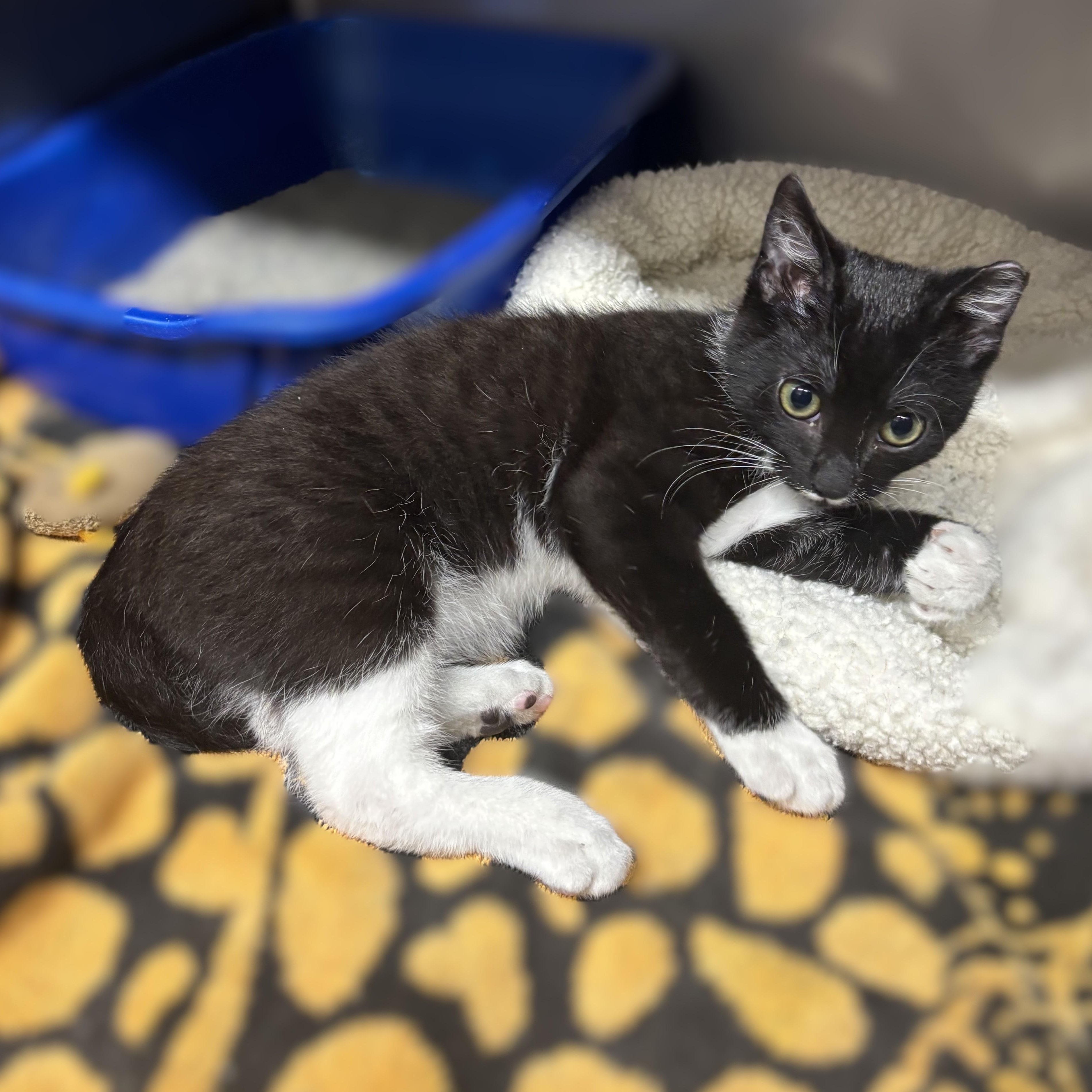 KITTEN Salsa -- MEET ME AT VETERINARY MED CENTER, a ADOPTABLE Domestic Short Hair in Alpharetta, GA image 3/3