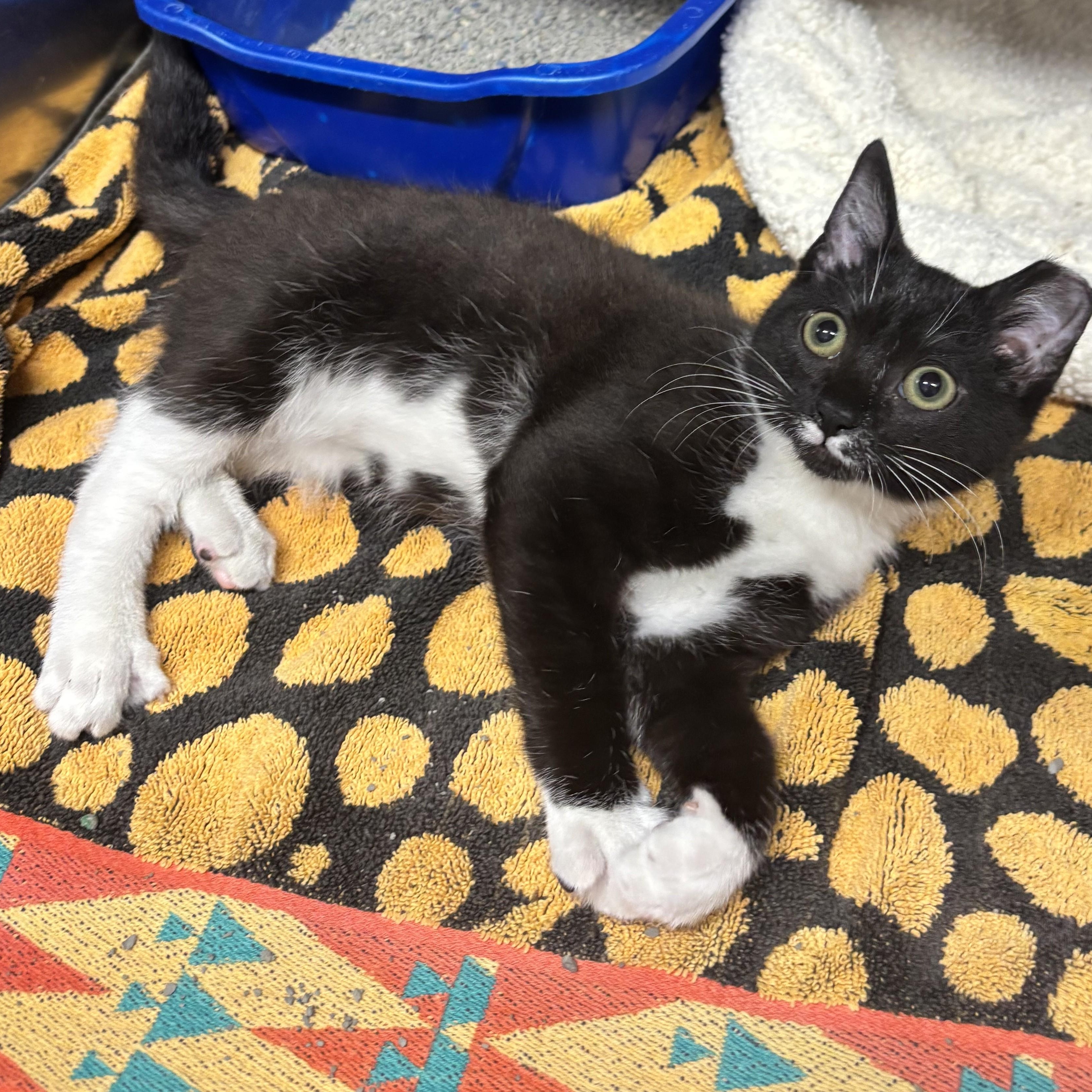 KITTEN Salsa -- MEET ME AT VETERINARY MED CENTER, a ADOPTABLE Domestic Short Hair in Alpharetta, GA image 2/3