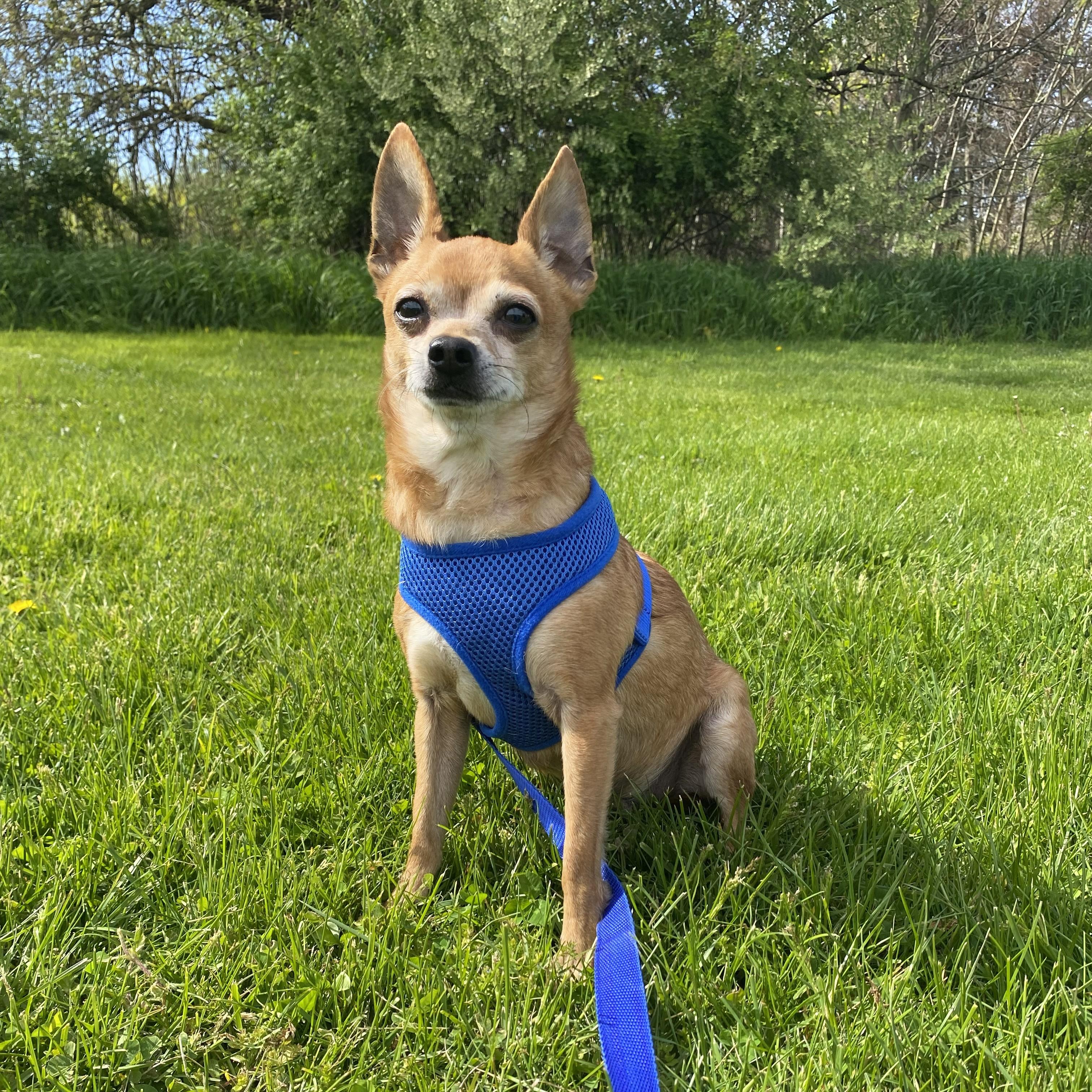 Enlarge Dobby, an adopted Chiweenie in Allegan, MI image 5/5