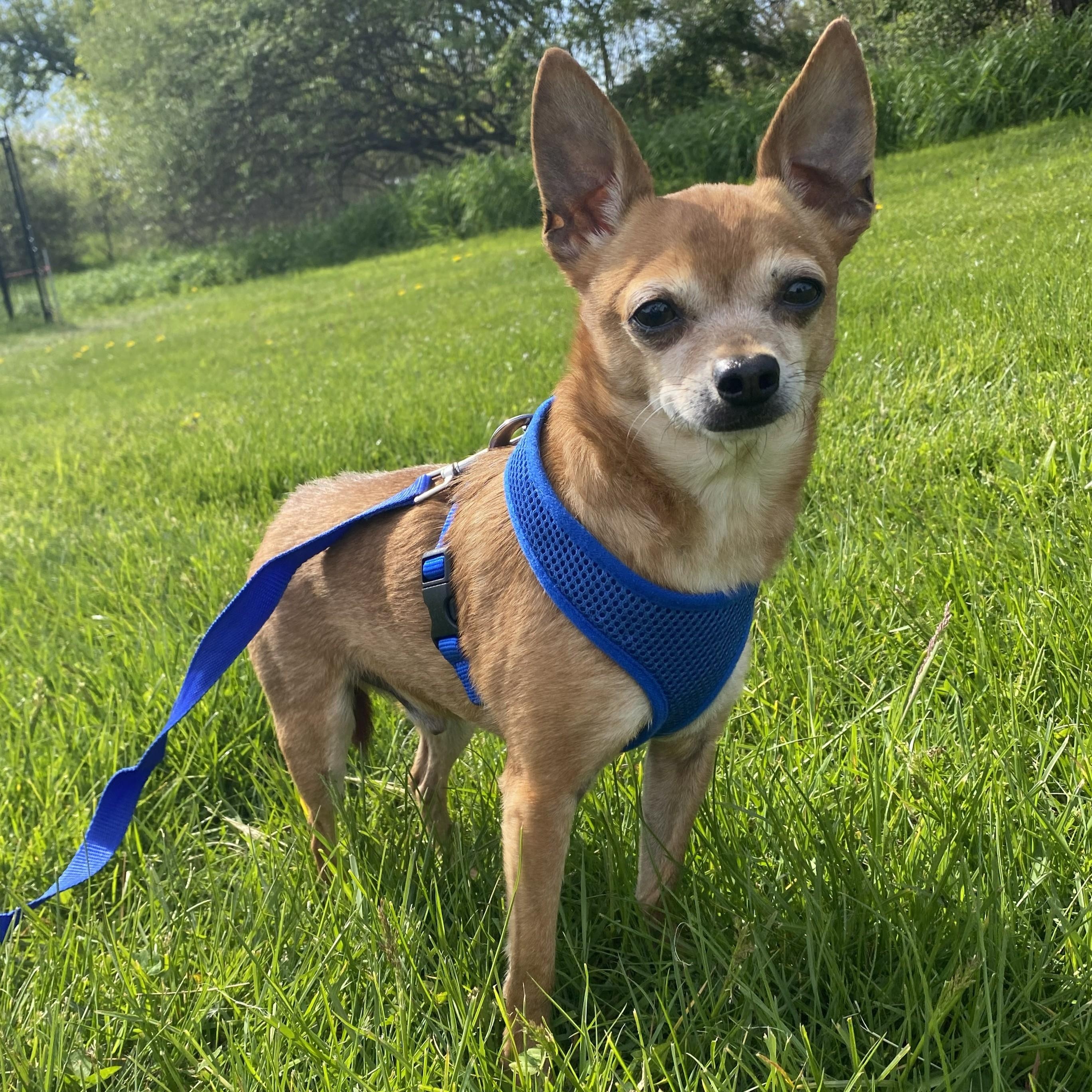 Dobby, adopted, Adult Male Chiweenie.