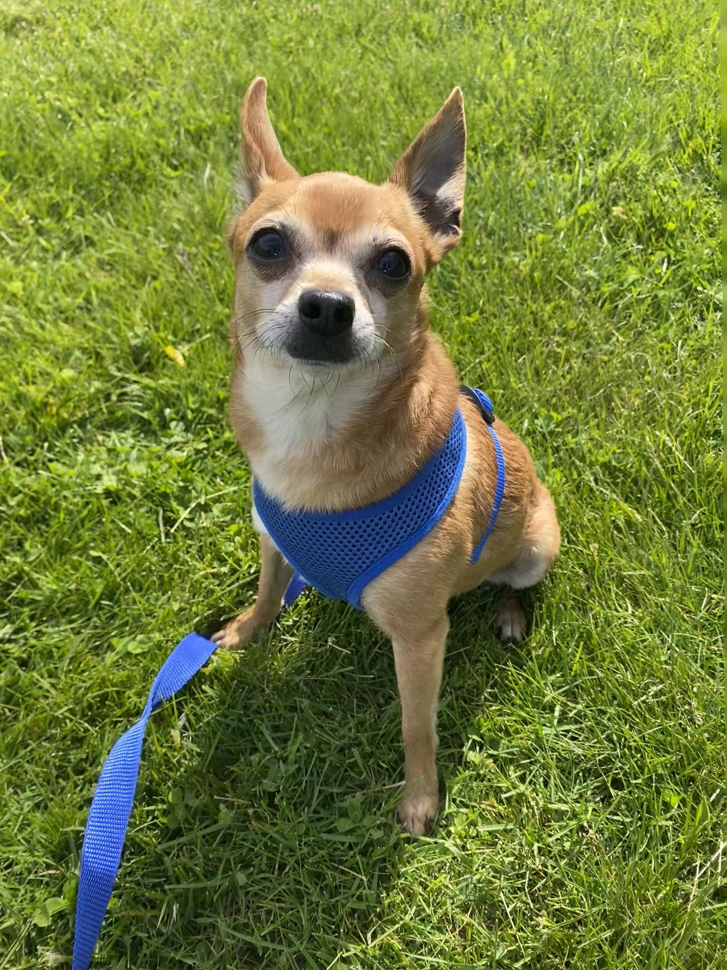 Enlarge Dobby, an adopted Chiweenie in Allegan, MI image 3/5