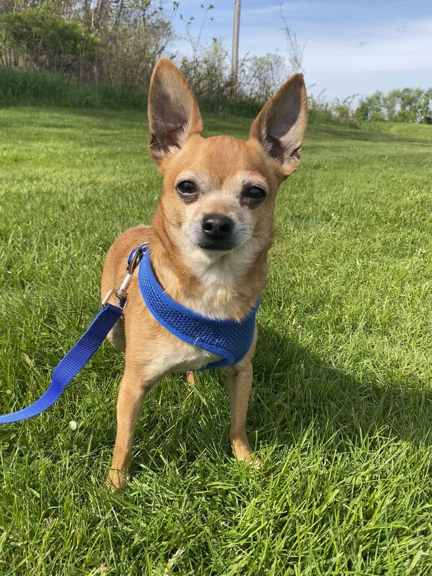 Enlarge Dobby, an adopted Chiweenie in Allegan, MI image 4/5