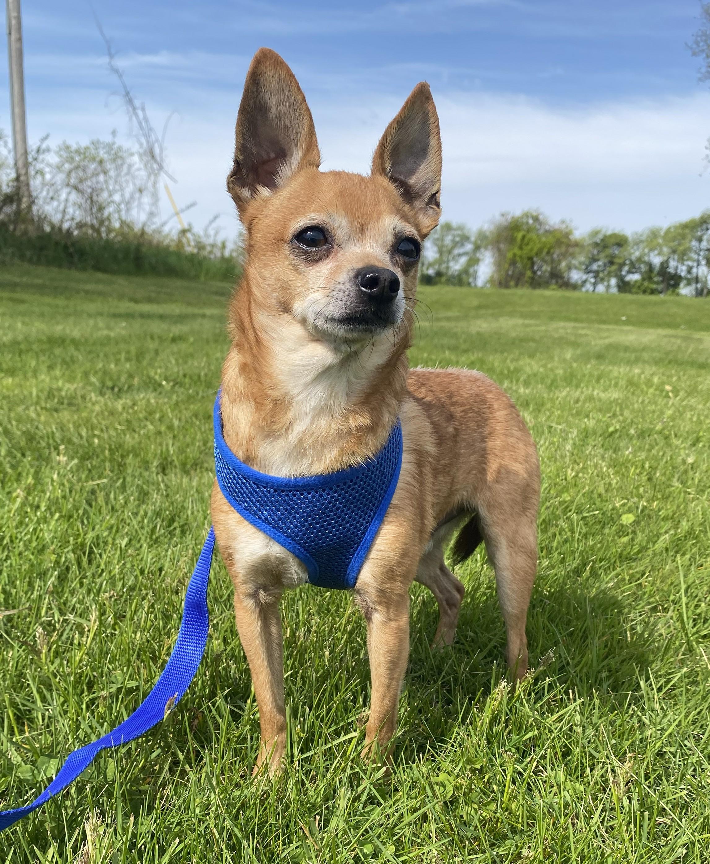 Enlarge Dobby, an adopted Chiweenie in Allegan, MI image 2/5