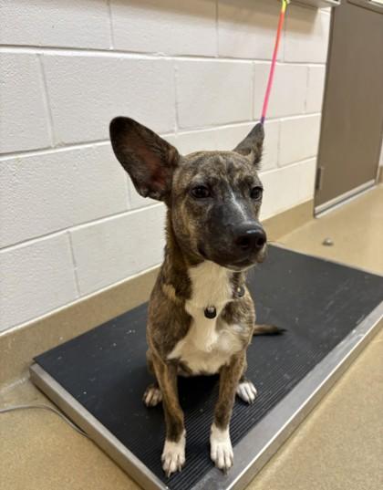 Enlarge Echo, a Adoptable mixed breed in Irving, TX image 1/1