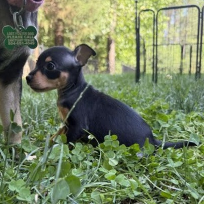Enlarge Mae, a ADOPTABLE mixed breed in Midlothian, VA image 5/6