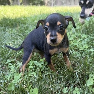 Enlarge Mae, a ADOPTABLE mixed breed in Midlothian, VA image 6/6