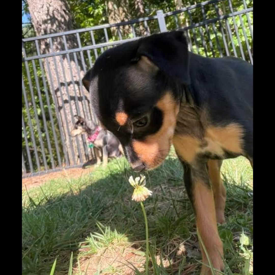 Mae, ADOPTABLE, Puppy Female Chihuahua.
