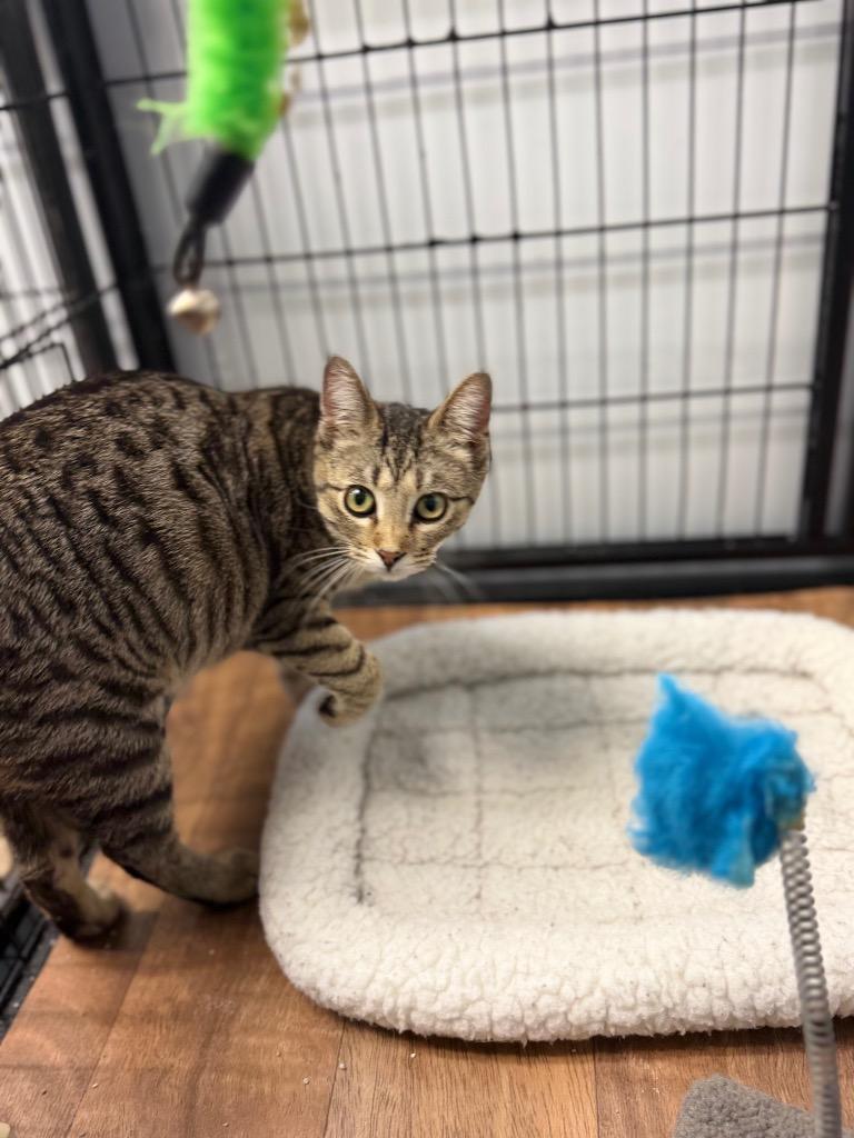 COCO, Adoptable, Kitten Female Domestic Short Hair.