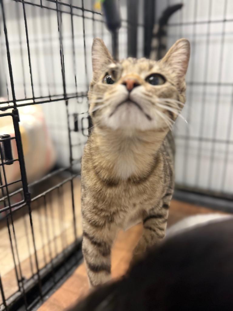 Enlarge COCO, a Adoptable mixed breed in Algona, IA image 2/3