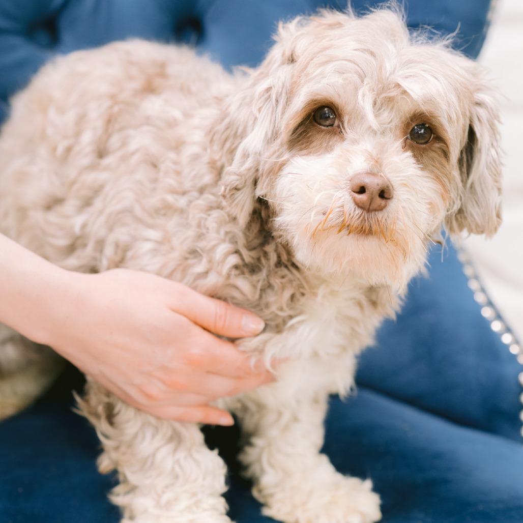 Enlarge Payson's Crest, a ADOPTABLE Havanese in Zionsville, IN image 1/1