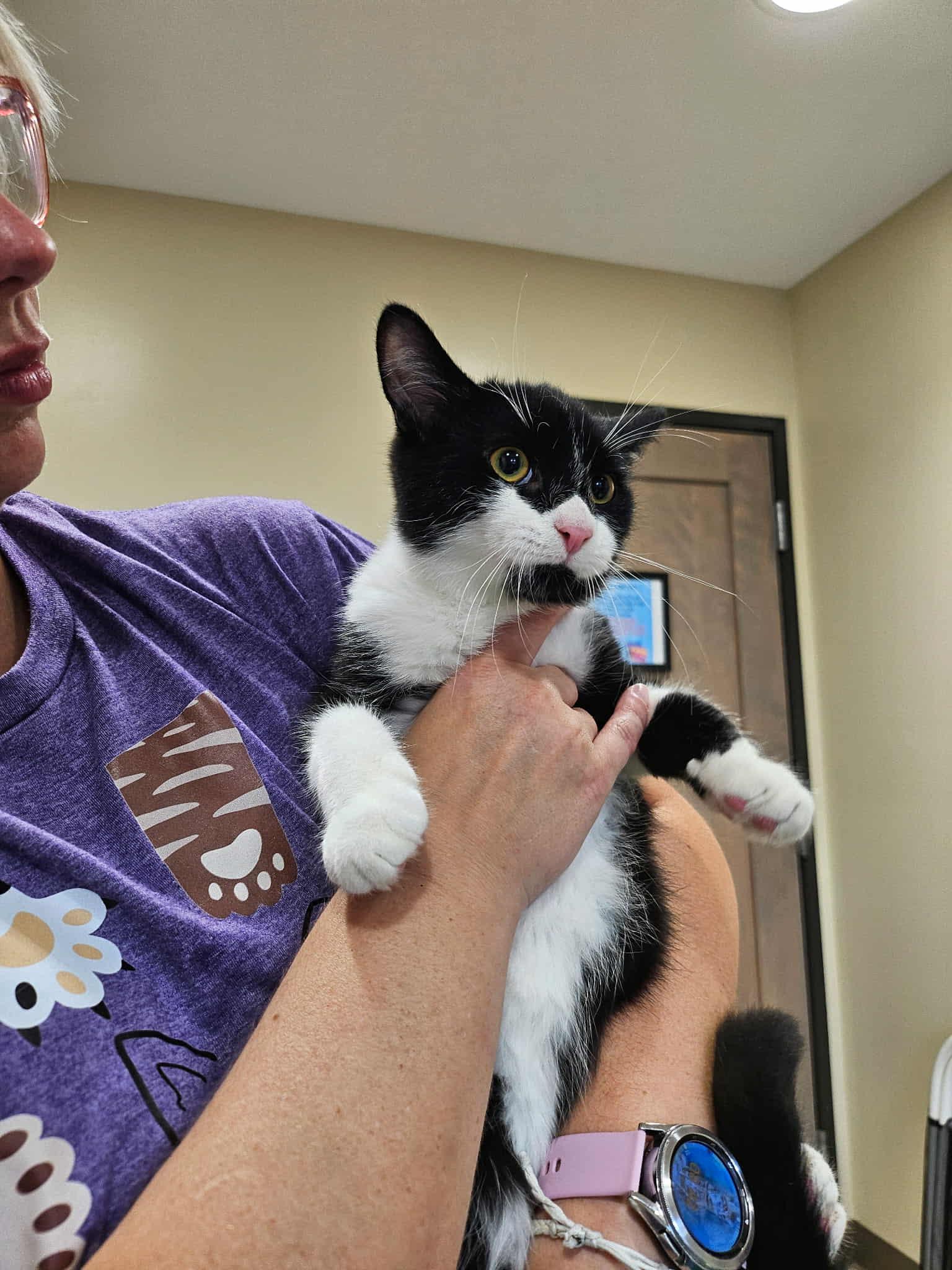 Enlarge Mask, a Adoptable Domestic Short Hair in Caseville, MI image 1/2