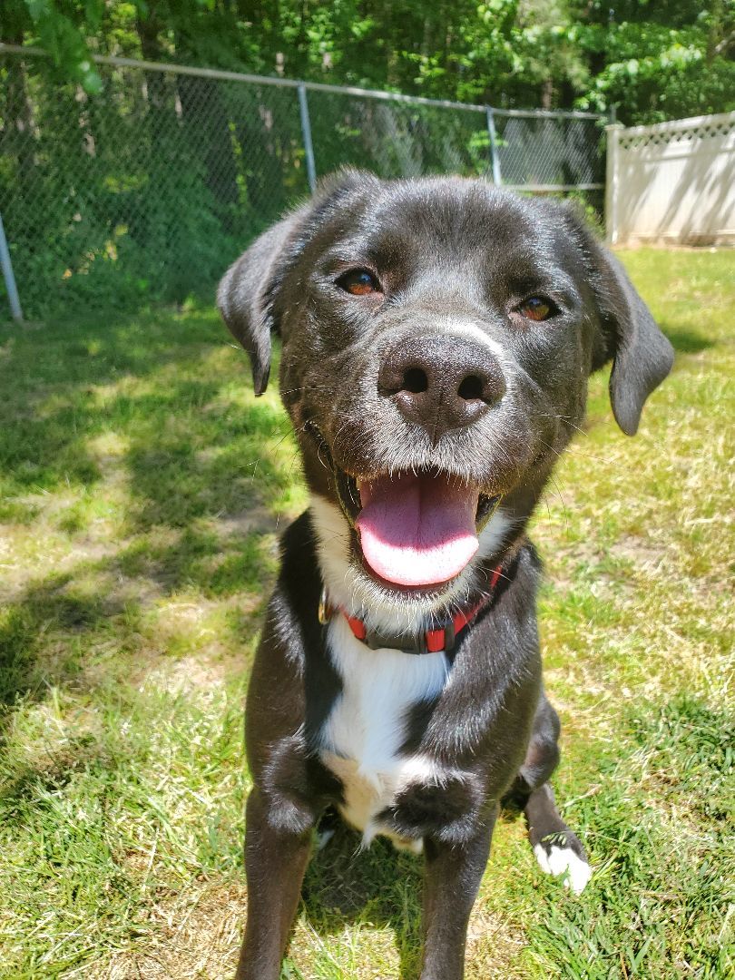 Leo, Adopted, Adult Male Labrador Retriever & Mixed Breed.