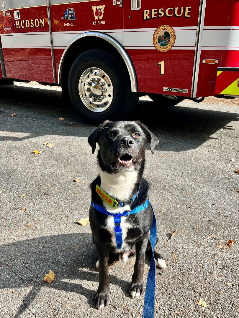 Leo, a Adopted mixed breed in Hudson, MA image 2/6