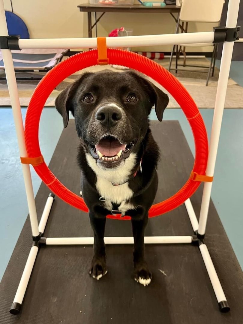 Leo, a Adopted mixed breed in Hudson, MA image 3/6