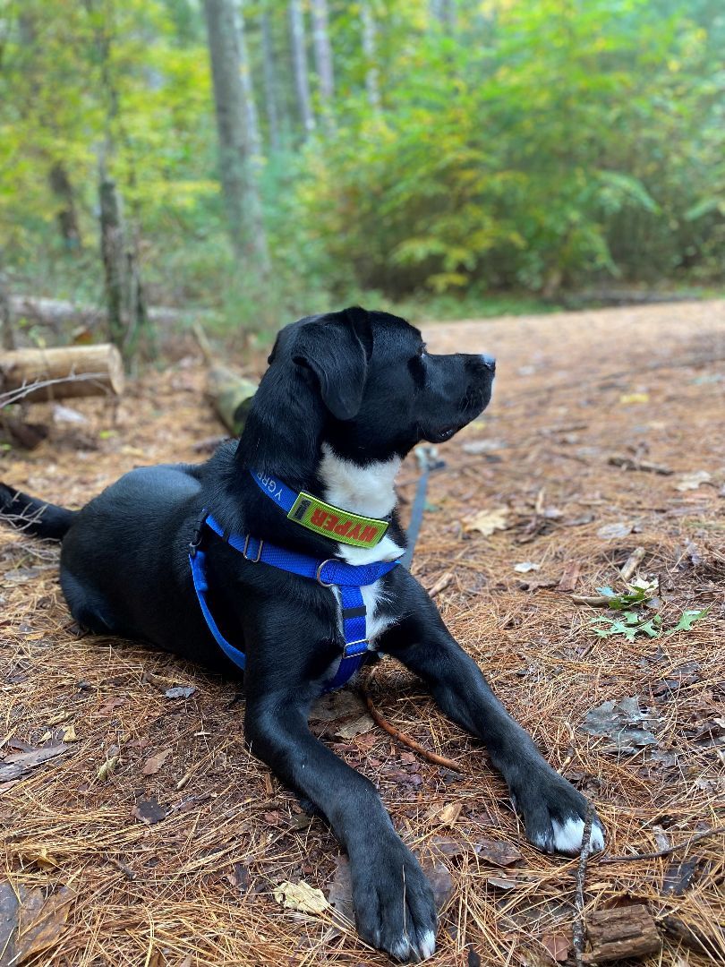 Leo, a Adopted mixed breed in Hudson, MA image 4/6