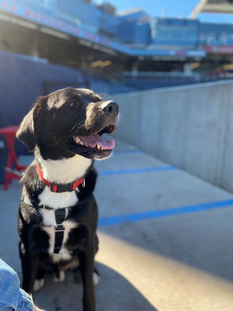 Leo, a Adopted mixed breed in Hudson, MA image 5/6