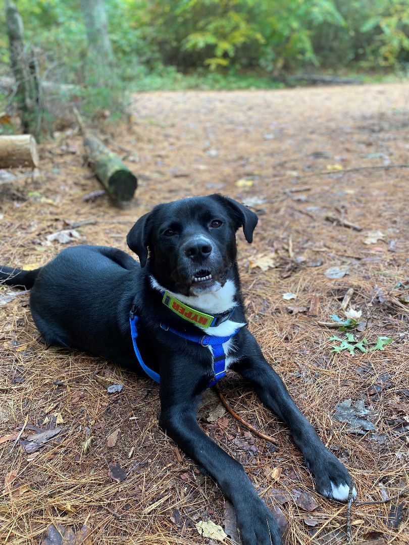 Leo, a Adopted mixed breed in Hudson, MA image 6/6