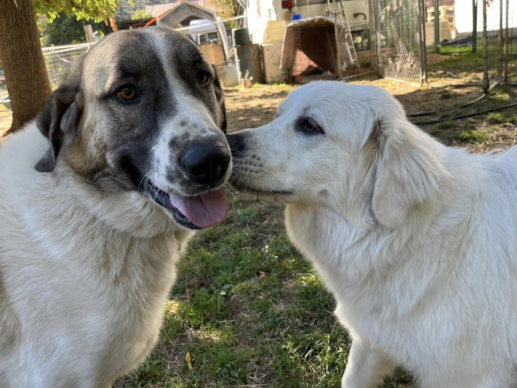 Enlarge Sugar, a Adopted mixed breed in Lebanon, OR image 4/5