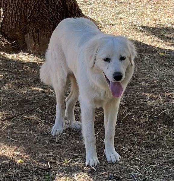 Sugar, Adopted, Adult Female Great Pyrenees & Maremma Sheepdog.