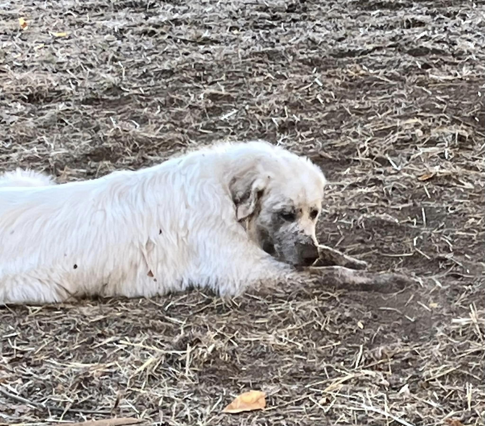 Enlarge Sugar, a Adopted mixed breed in Lebanon, OR image 5/5