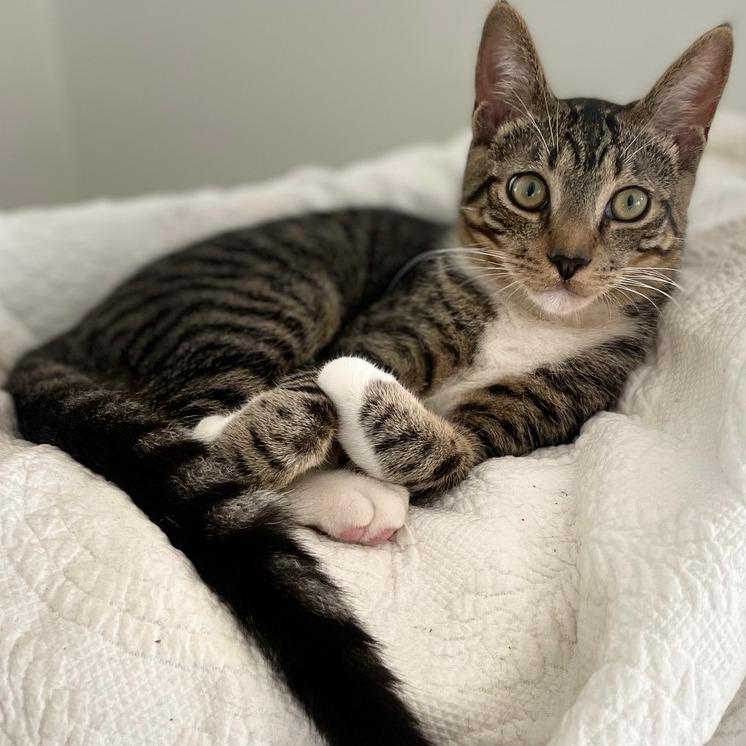 Jupiter — thumbnail 2