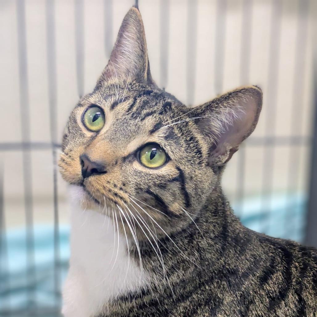 Jupiter — thumbnail 3