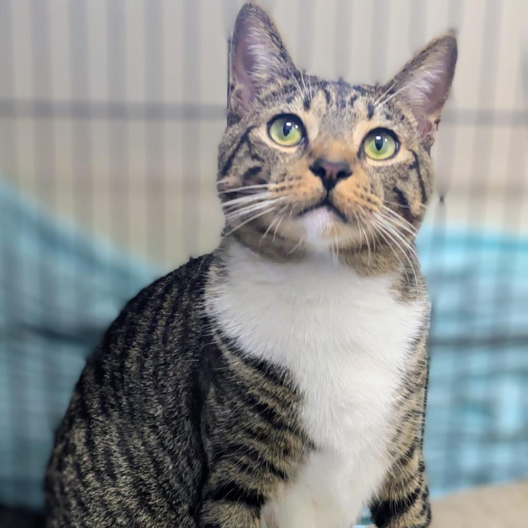 Jupiter — thumbnail 4