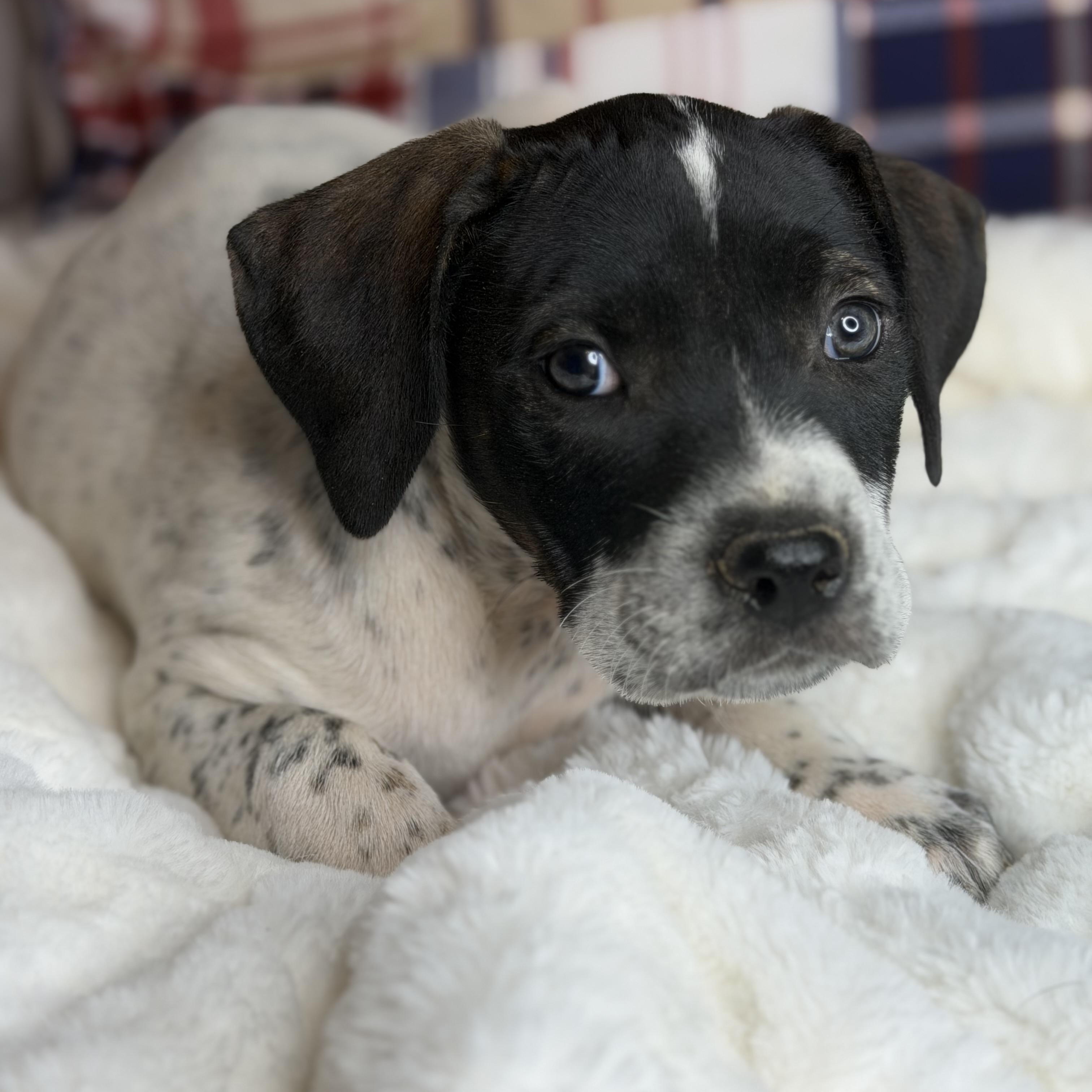 Baker, a Adoptable mixed breed in Arnold, MO image 3/5