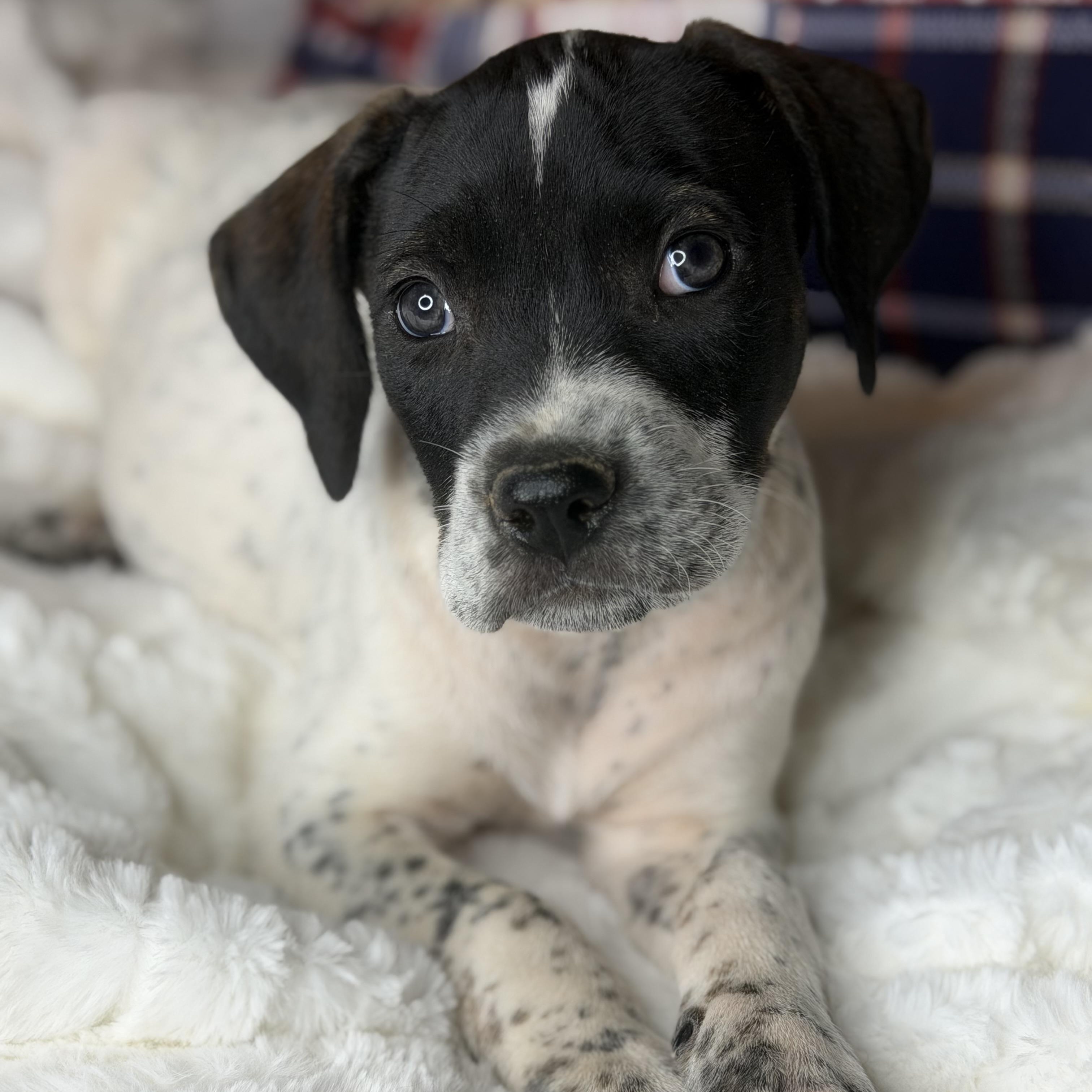 Baker, a Adoptable mixed breed in Arnold, MO image 5/5