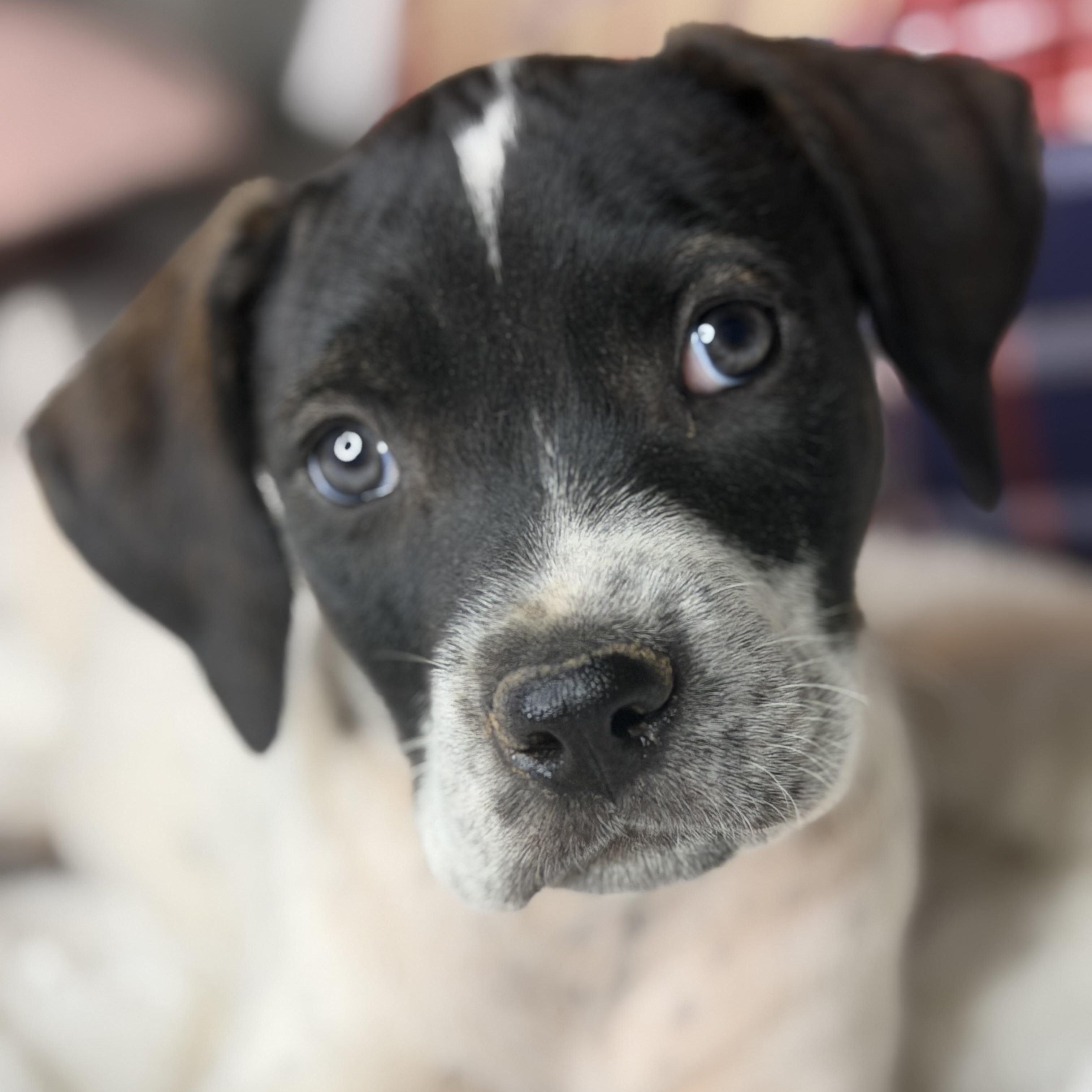 Baker, Adoptable, Puppy Male Rhodesian Ridgeback & Labrador Retriever.