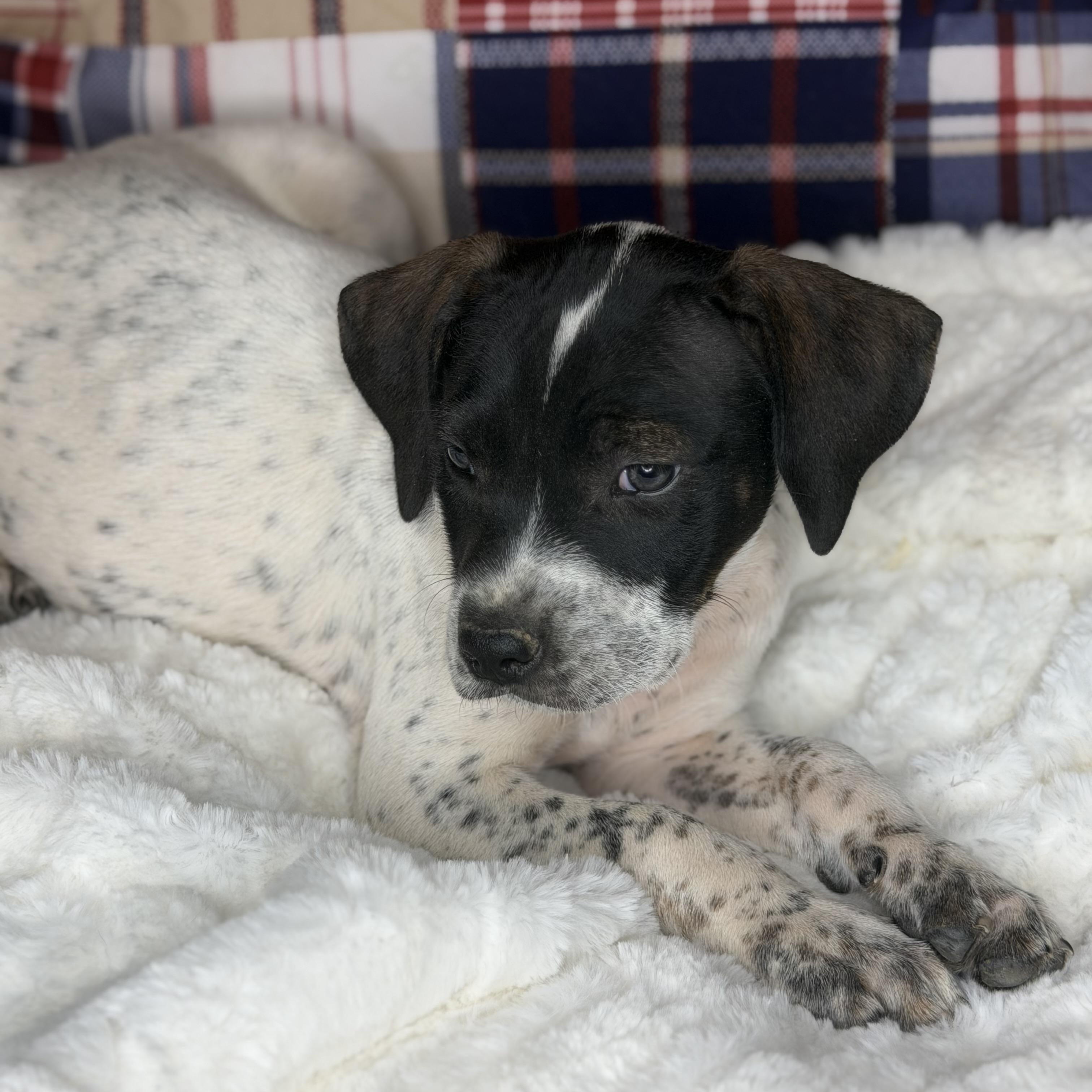 Baker, a Adoptable mixed breed in Arnold, MO image 4/5