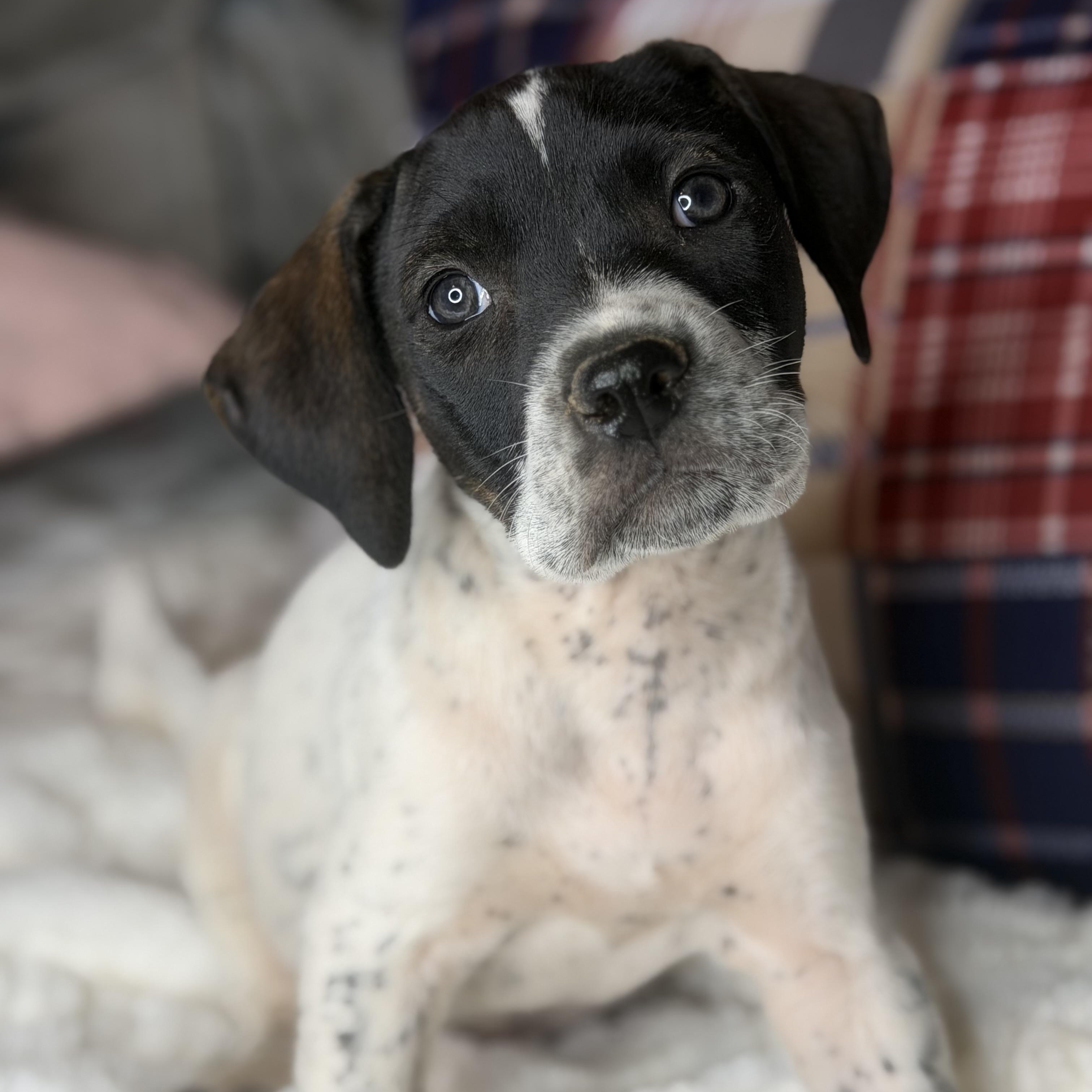 Baker, a Adoptable mixed breed in Arnold, MO image 2/5