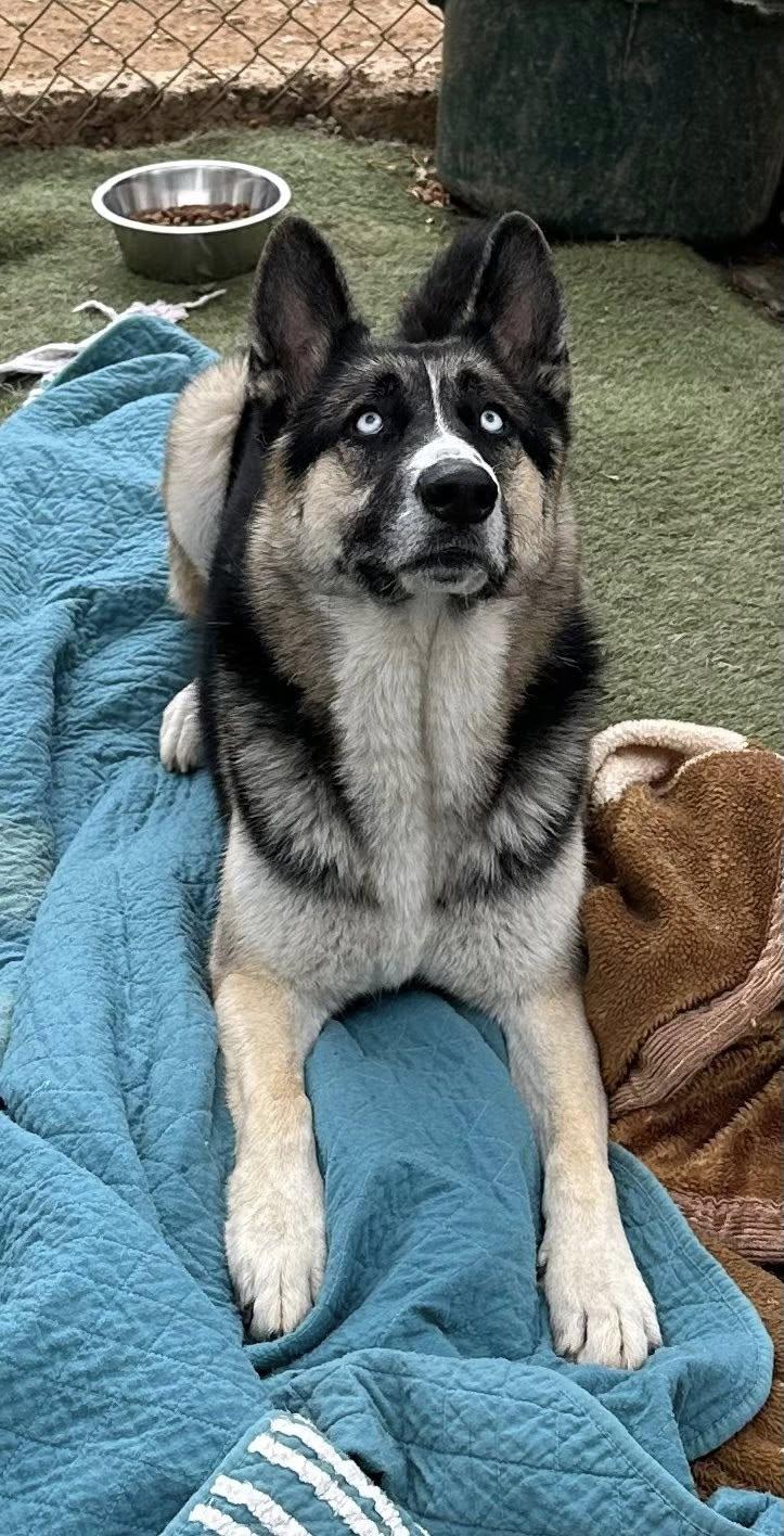 Blue, an adoptable mixed breed in Agua Dulce, CA image 2/6