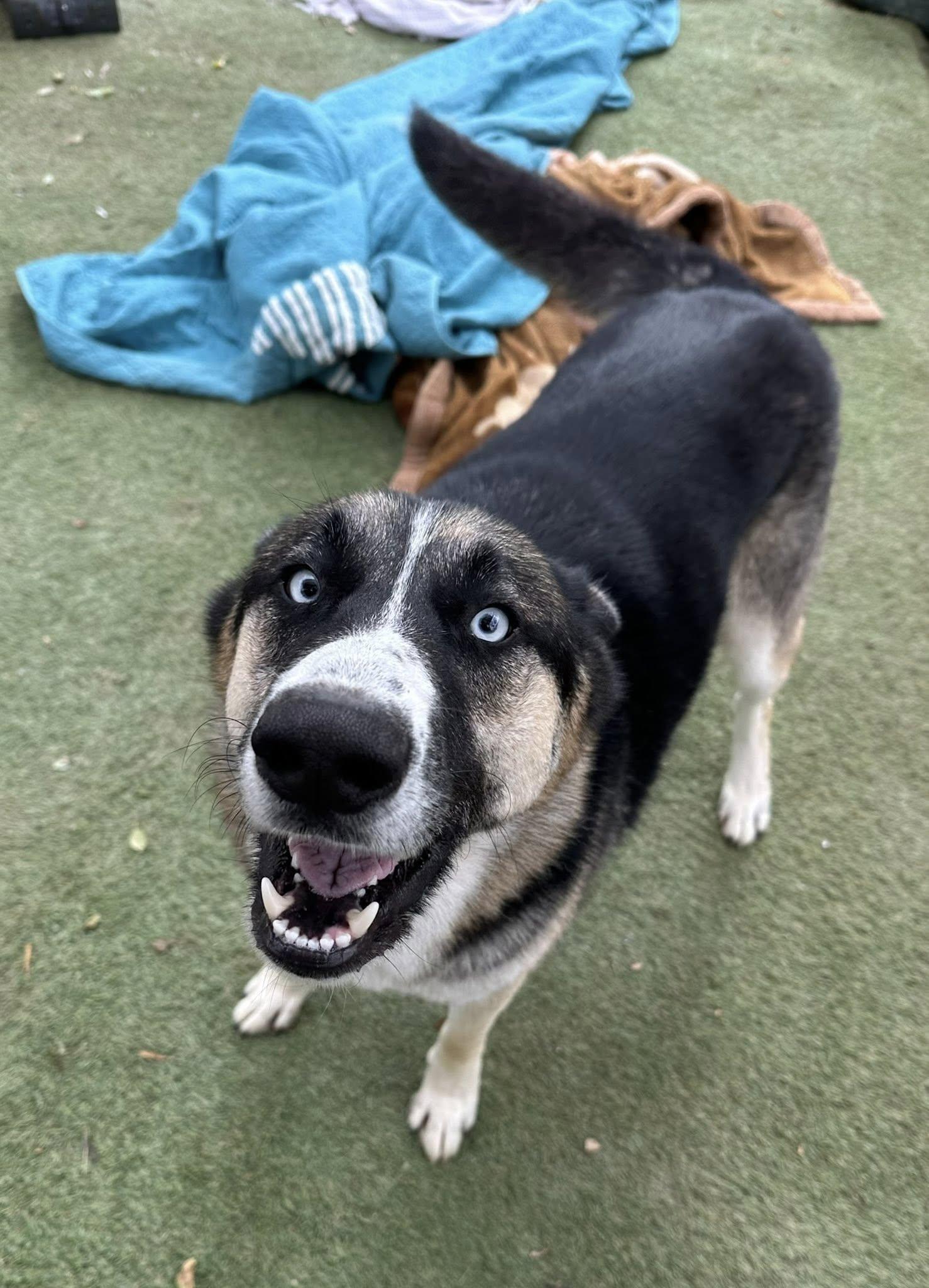 Blue, an adoptable mixed breed in Agua Dulce, CA image 3/6