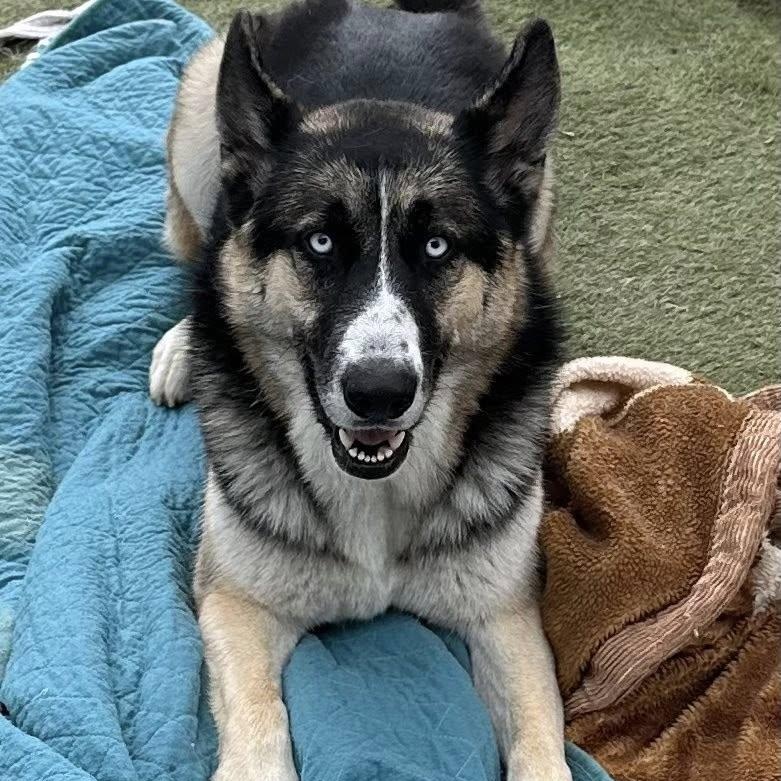 Blue, adoptable, Young Male German Shepherd Dog & Husky.