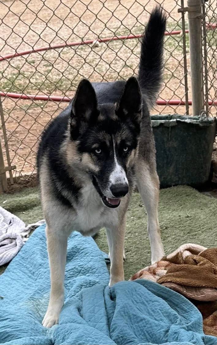 Blue, an adoptable mixed breed in Agua Dulce, CA image 4/6