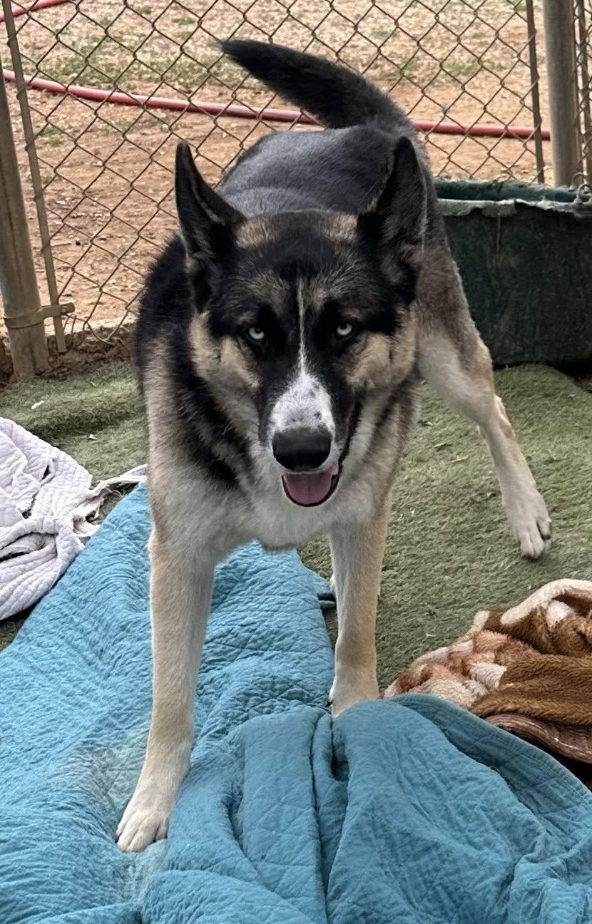 Blue, an adoptable mixed breed in Agua Dulce, CA image 5/6