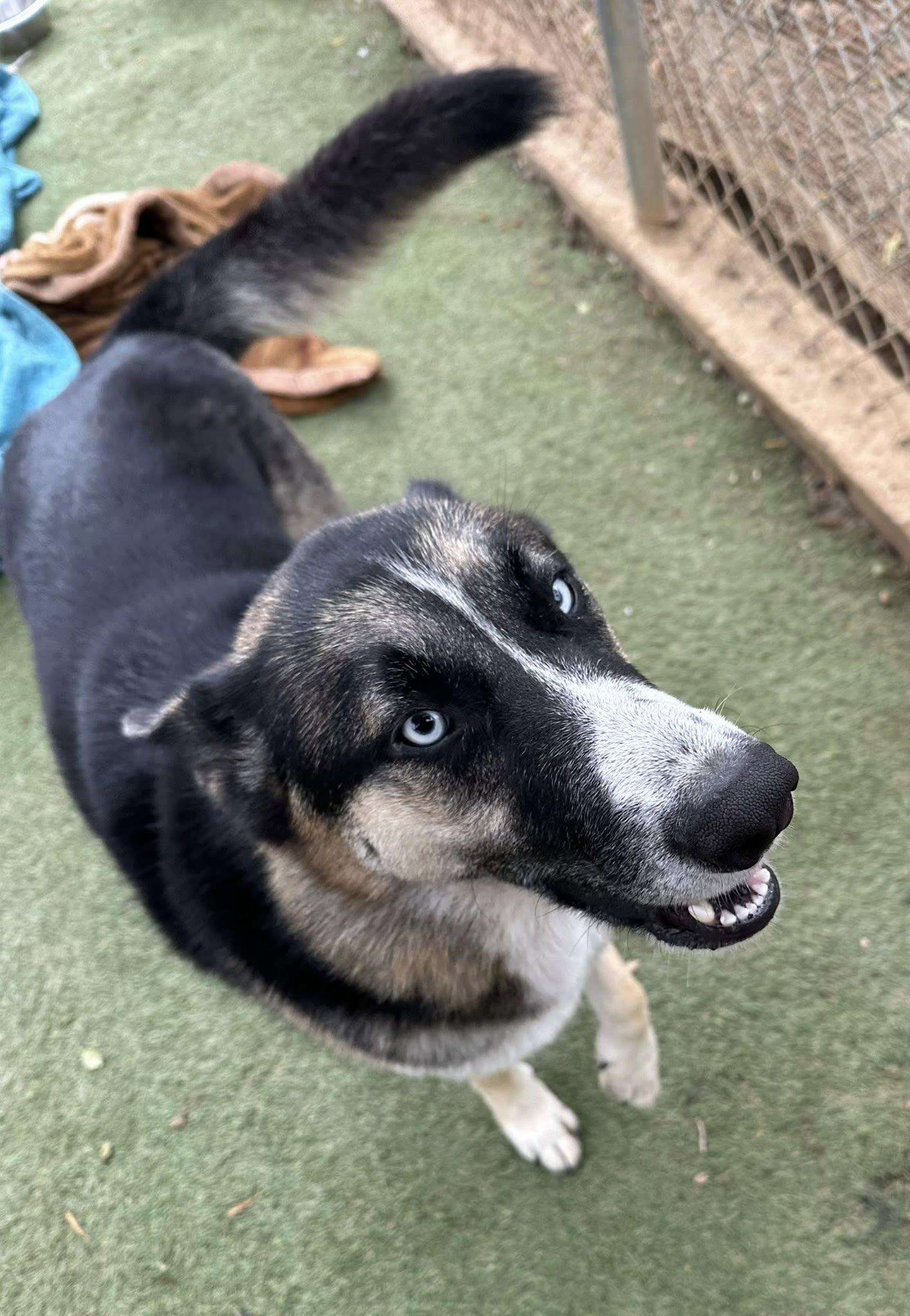 Blue, an adoptable mixed breed in Agua Dulce, CA image 6/6
