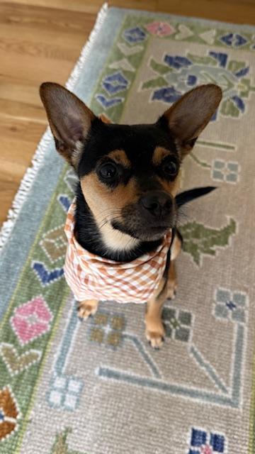 Frankie, ADOPTABLE, Adult Male Chihuahua & Miniature Pinscher.