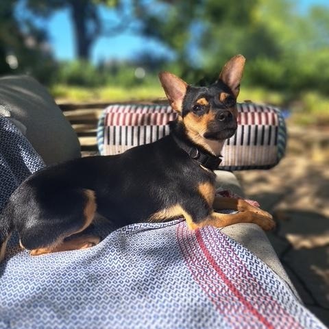 Enlarge Frankie, a ADOPTABLE mixed breed in Louisville, KY image 3/3