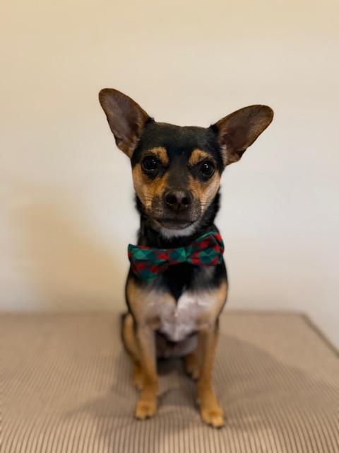 Enlarge Frankie, a ADOPTABLE mixed breed in Louisville, KY image 2/3