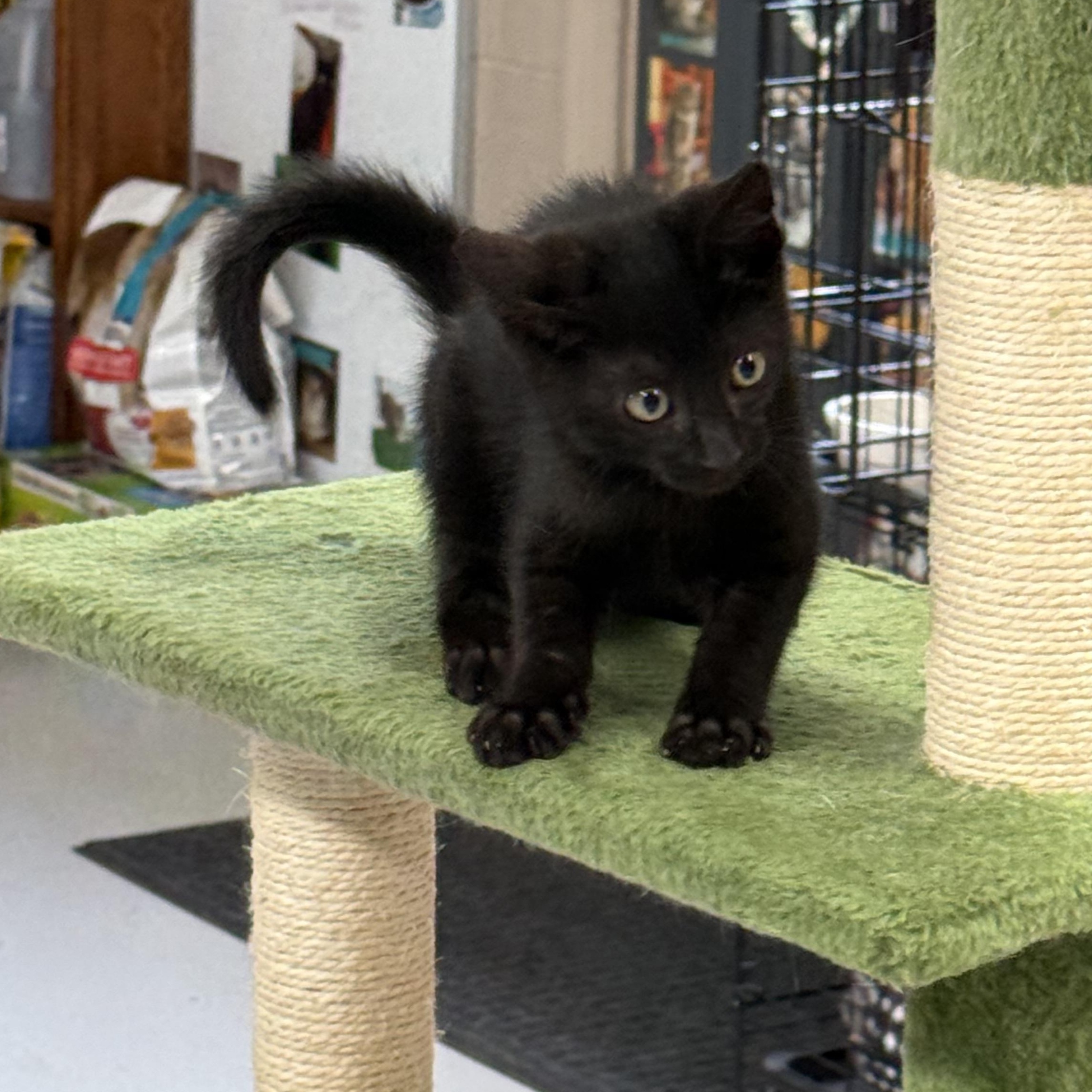 Jaxx, an adopted Domestic Short Hair in Lebanon, KY image 5/5
