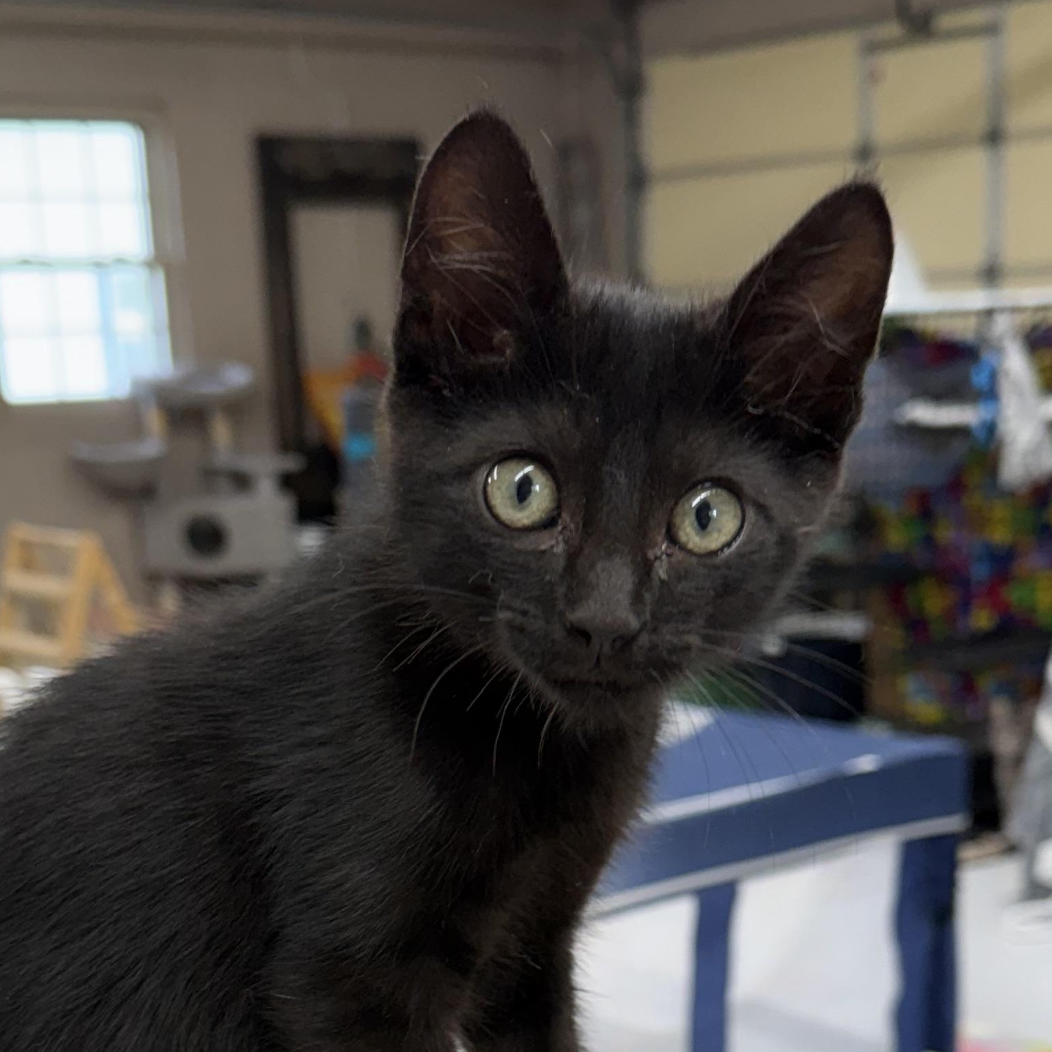 Jaxx, an adopted Domestic Short Hair in Lebanon, KY image 3/5
