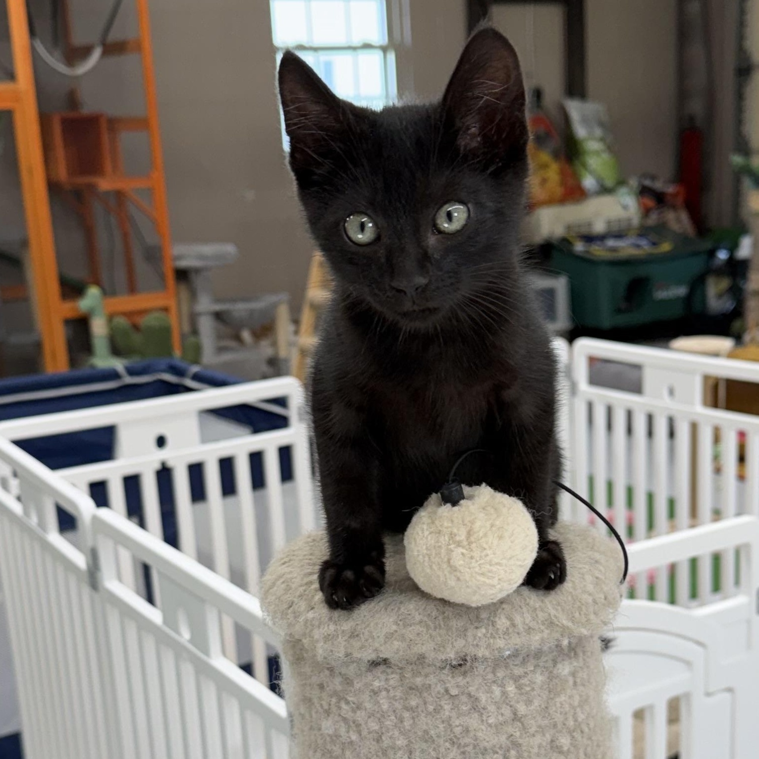 Jaxx, an adopted Domestic Short Hair in Lebanon, KY image 2/5