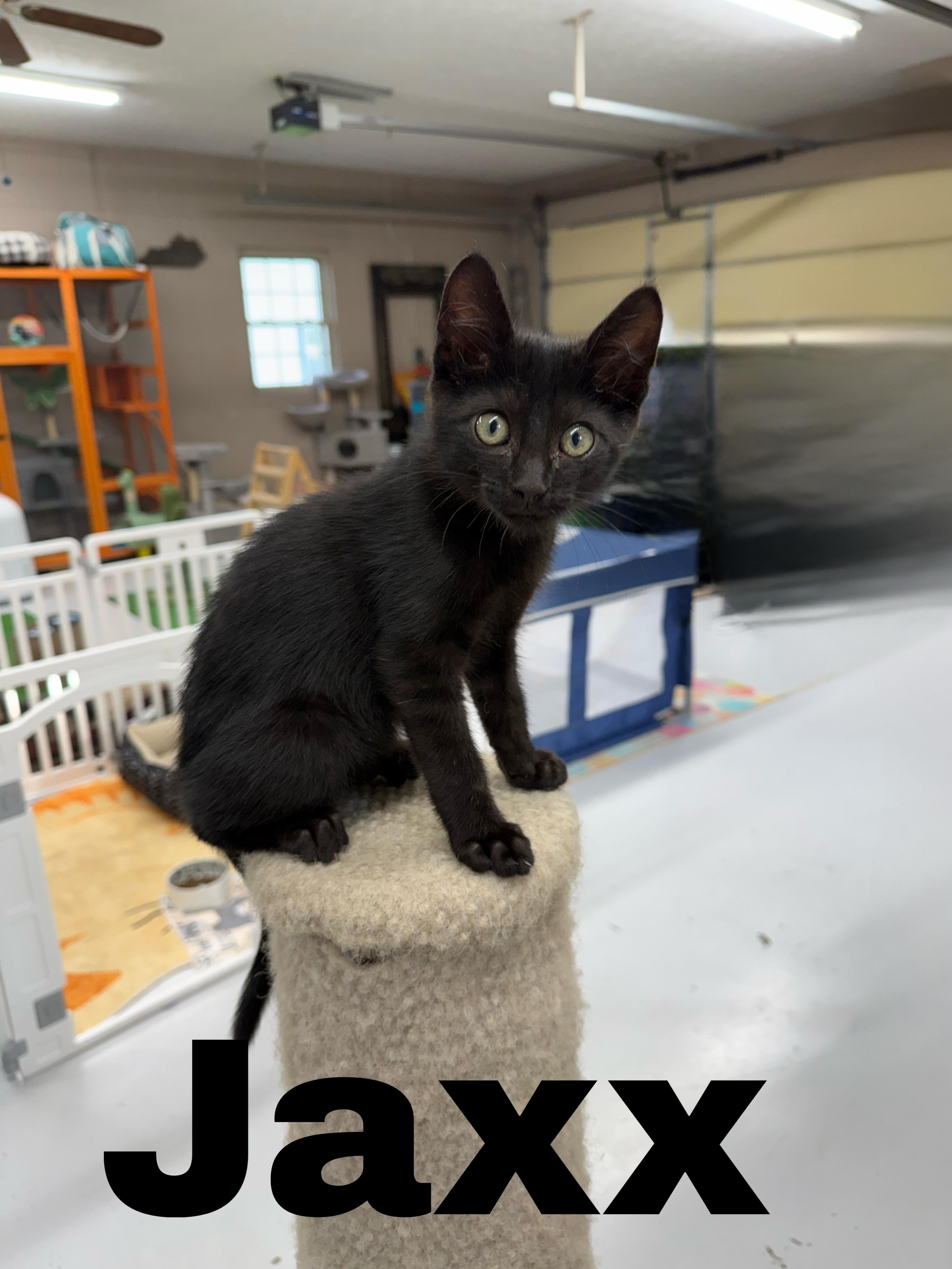 Jaxx, adopted, Kitten Male Domestic Short Hair.
