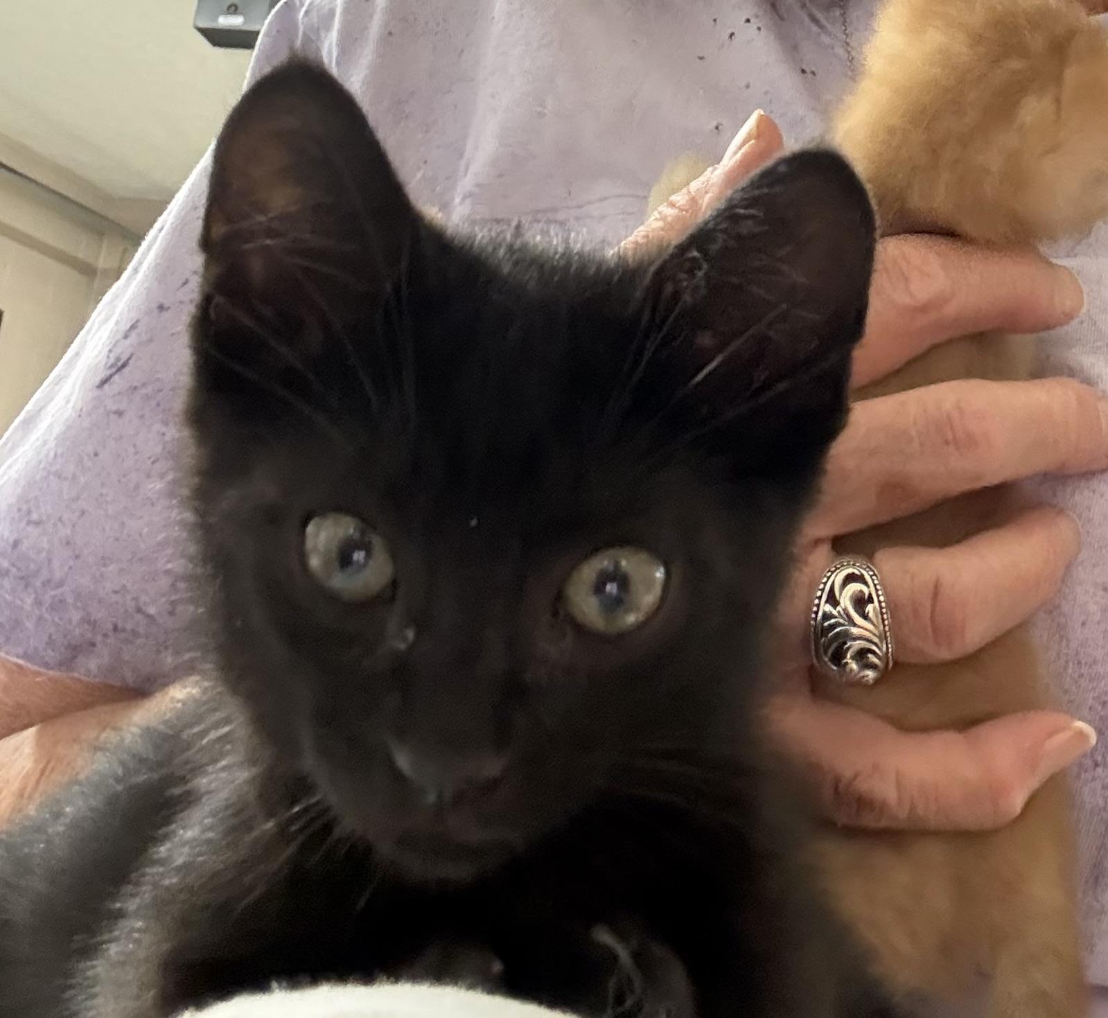 Jaxx, an adopted Domestic Short Hair in Lebanon, KY image 4/5