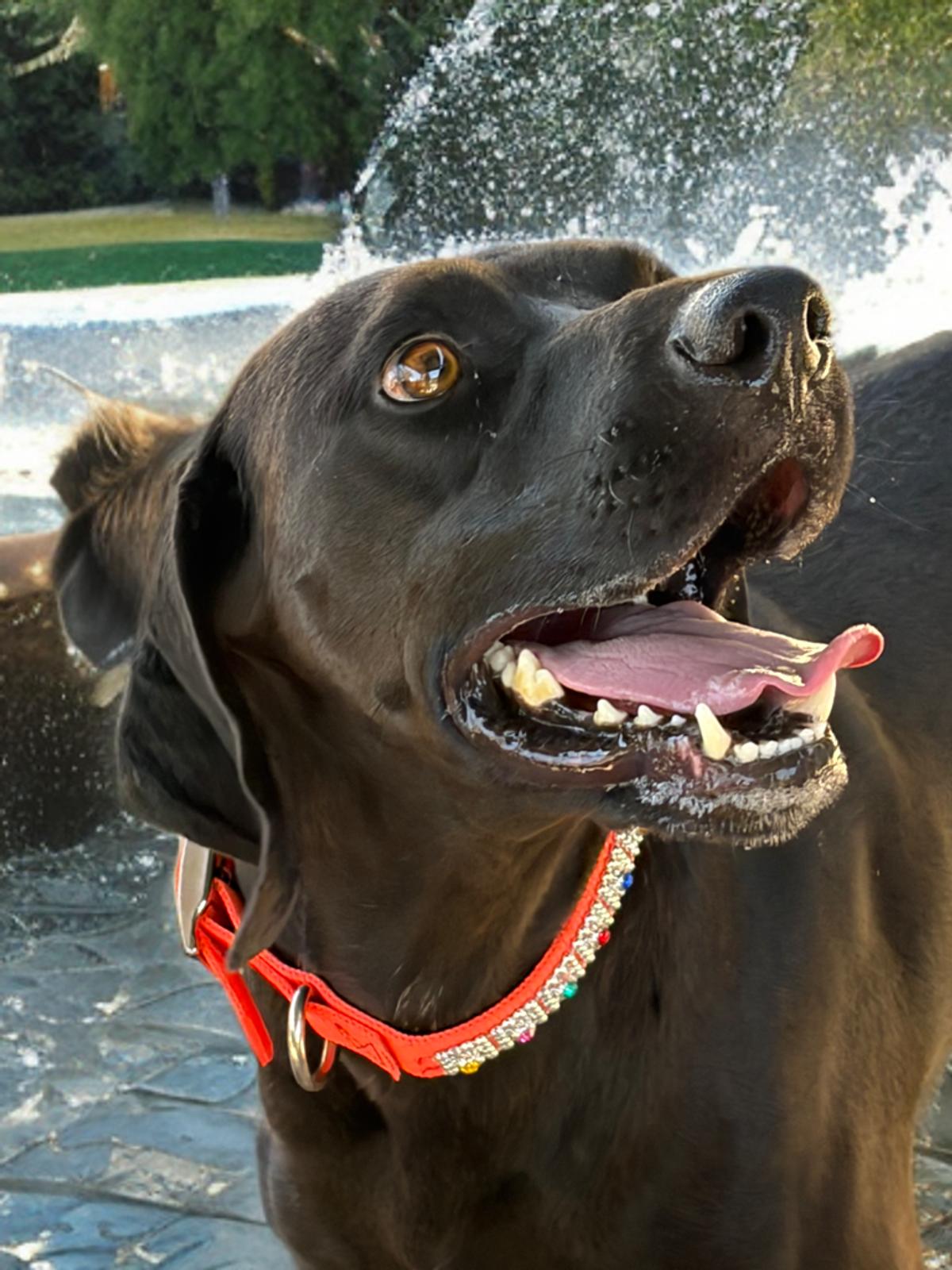 Enlarge Creek, a Adoptable Labrador Retriever in Kingman, AZ image 1/1