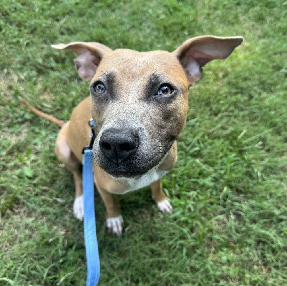 Slim, a Adoptable Mixed Breed in Alexandria, VA image 2/4