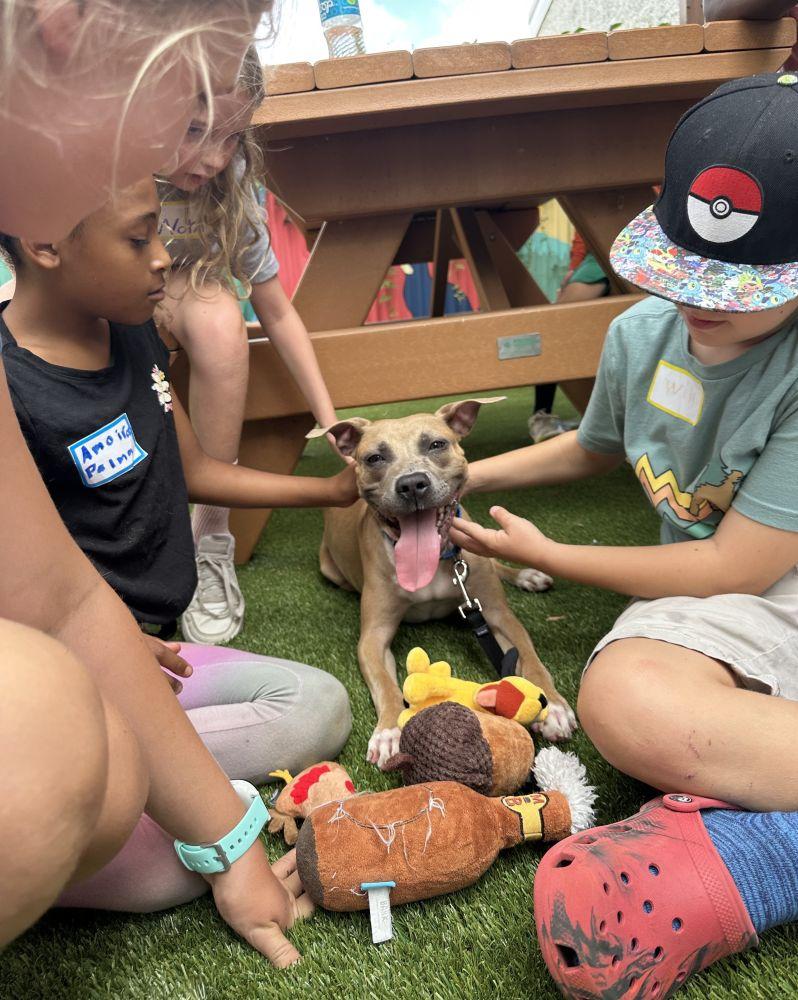 Slim, a Adoptable Mixed Breed in Alexandria, VA image 3/4