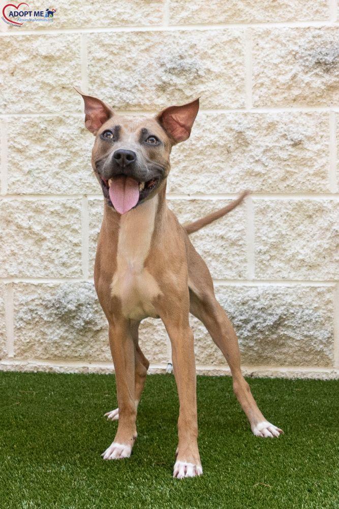 Slim, a Adoptable Mixed Breed in Alexandria, VA image 4/4